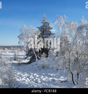 Abete rosso e peluria di betulle coperto di brina in inverno, Hautes Fagnes / Hautes Fagnes, Ardenne belghe, Liegi, Belgio Foto Stock