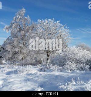 Betulla coperto di brina nella brughiera in inverno Foto Stock