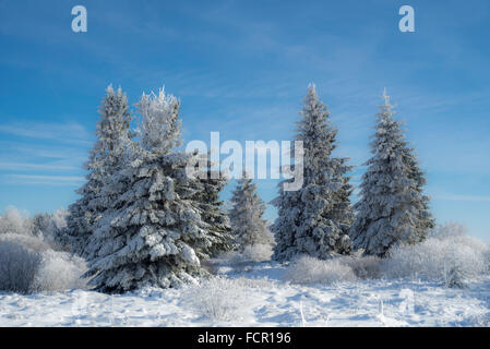 Norvegia abeti rossi (Picea abies) coperto di brina nella brughiera in inverno Foto Stock