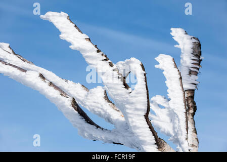 Betulla ramoscelli coperti in bianco il gelo e la neve in inverno che mostrano formazione di cristalli di ghiaccio rivolti nella stessa direzione del vento Foto Stock