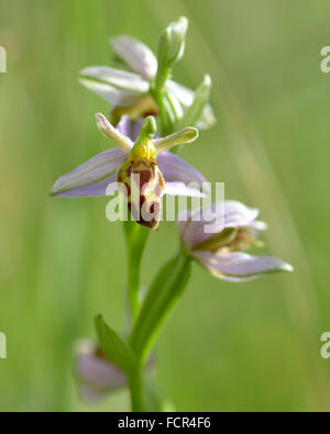 Bee orchid (Ophrys apifera var belgarum). Un insolito variante di questa orchid, cresce su prati calcarei nel Somerset, Regno Unito Foto Stock