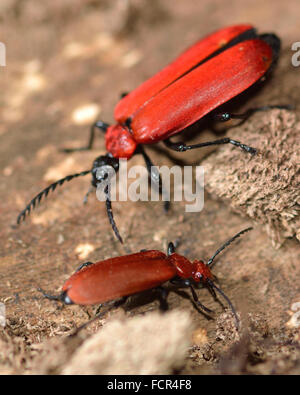 Il Cardinale coleotteri (Pyrochroa serraticornis e Pyrochroa coccinea). Le due specie di inglese in questa famiglia(Pyrochroidae) Foto Stock