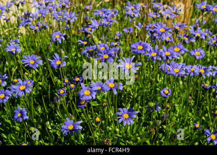 Gartenmargerite - giardino marguerite 09 Foto Stock