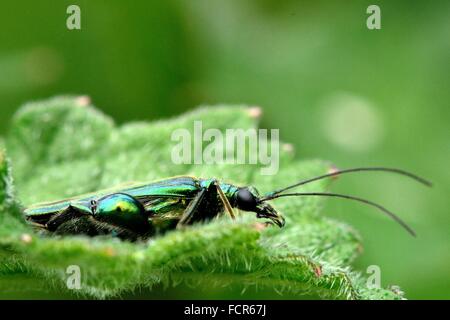 Gonfia-thighed beetle (Oedemera nobilis) profilo. Un impressionante coleottero maschio nella famiglia Oedemeridae, con femori ingrandita Foto Stock