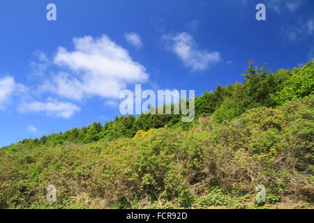 Rigogliosa vita vegetale e cieli blu a Alamere cade nel punto Reyes National Seashore a Marin County, California Foto Stock