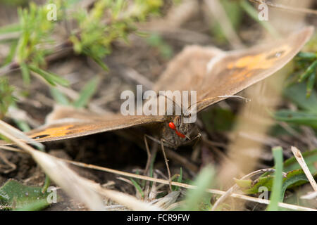 Prato marrone (Maniola jurtina) con gli acari. Una farfalla nella famiglia Nymphalidae, con almeno un paio di rosso visibile acari Foto Stock