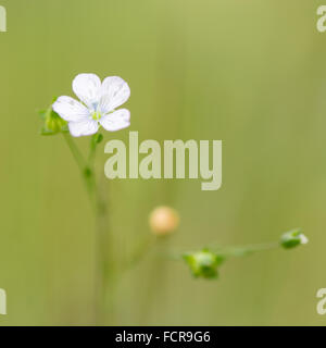 Pale di lino (Linum bienne) in fiore. Un delicato piante in fiore su pascoli, nella famiglia Linaceae Foto Stock