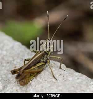 Rufous grasshopper (Gomphocerippus rufus). Un grasshopper nella famiglia Acrididae, mostra clubbed distintivo antenne Foto Stock