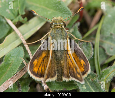 Argento-spotted skipper (Hesperia virgola) dall'alto. Un ben marcato skipper nella famiglia Hesperiidae, che mostra le posizioni delle ali Foto Stock