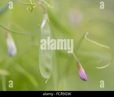 Tara liscia (Vicia tetrasperma). Scomposizione di un membro della famiglia di pisello (Fabaceae) mostra fiori e baccelli di semi Foto Stock