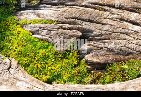 In legno con sfondo verde moos Foto Stock