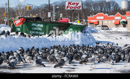 New York, Stati Uniti d'America. 24 gen 2016. La tempesta di neve Jonas era la seconda forte temporale nella storia della città. In foto: i piccioni e gabbiani stare insieme accanto al tasto negozio di alimentari nel Queens Village Credit: Alex Potemkin/Alamy Live News Foto Stock