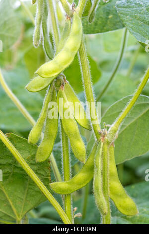 Verde giovane di soia nella luce solare retroilluminato. Close-up. Foto Stock