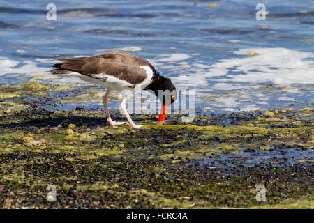 American Oystercatcher (Haematopus palliatus) adulto permanente sulla rivestito di alghe marine costa, isole Turks e Caicos Foto Stock