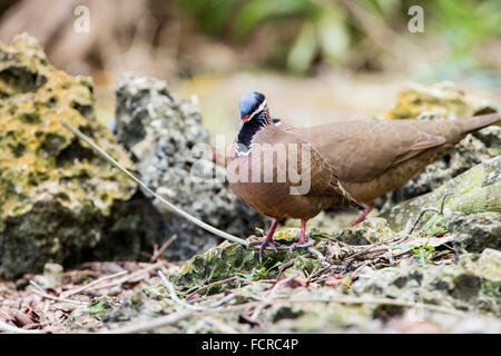 A testa azzurra quaglia-colomba (Starnoenas cyanocephala) adulto camminando sulla terra, tra rocce, Cuba Foto Stock