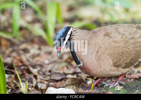 A testa azzurra quaglia-colomba (Starnoenas cyanocephala) adulto camminando sulla terra, tra rocce, Cuba Foto Stock