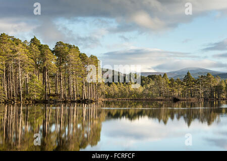 Loch Mallachie nel Parco Nazionale di Cairngorms della Scozia. Foto Stock