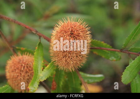 Orange Australian Banksia oblongifolia, noto anche come un arrugginito banksia, un fiore con dei picchi Foto Stock