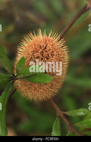 Orange Australian Banksia oblongifolia, noto anche come un arrugginito banksia, un fiore con dei picchi Foto Stock