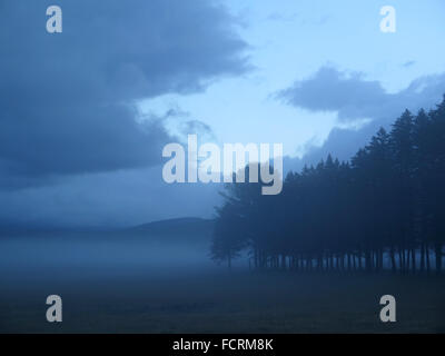 Aprire un campo di fieno e di una fila di alberi sempreverdi su un nuvoloso e nebbioso giorno d'inverno. Foto Stock