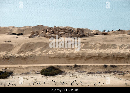 Deserto, dune di sabbia, mattoni e uccelli lungo le rive del Canale di Suez. Foto Stock