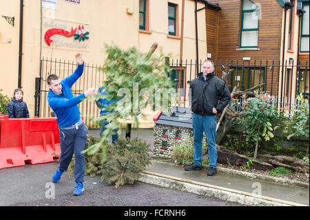 Leap, West Cork, Irlanda. Il 24 gennaio, 2016. Un albero di Natale di gettare la concorrenza si svolge ogni anno in salto. Declan O'Sullivan, figlio di concorrenza organizzatore Ger O'Sullivan, getta un albero durante il comptetion. Credito: Andy Gibson/Alamy Live News Foto Stock