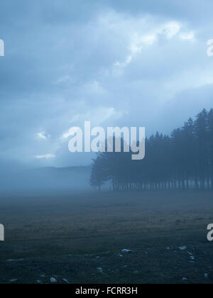 Aprire un campo di fieno e di una fila di alberi sempreverdi su un nuvoloso e nebbioso giorno d'inverno.. Foto Stock