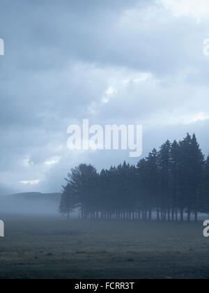 Aprire un campo di fieno e di una fila di alberi sempreverdi su un nuvoloso e nebbioso giorno d'inverno.. Foto Stock