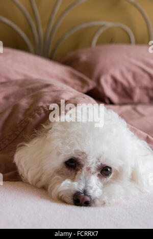 Bichon Frise cane rannicchiò su un letto sotto fogli Foto Stock