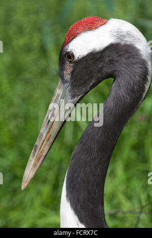 Rosso-incoronato, giapponese o MANCHURIAN gru (grus JAPONENSIS). Blanda minaccia la postura, testa, bill; rosso, riempito di sangue papille sulla corona, così firstname. Foto Stock