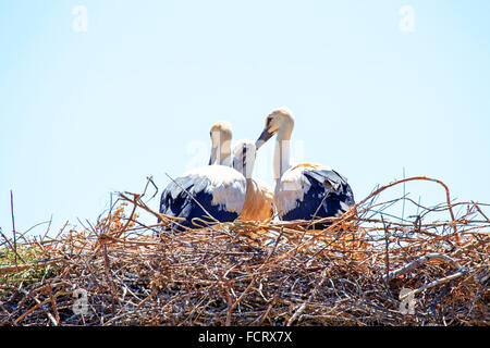 I giovani baby cicogne sul nido - Ciconia ciconia Foto Stock