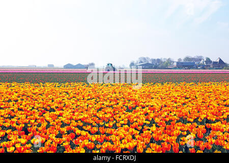 Fioritura tulipani in campagna dai Paesi Bassi Foto Stock