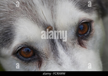 Siberian Husky. Cane. Canis lupus familiaris. Sulla fronte. Nota tick, Ixodes ricinus, incorporato sulla fronte tra gli occhi. Foto Stock