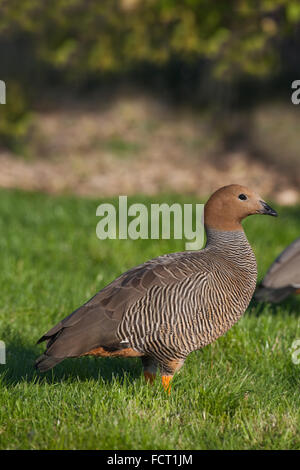 Ruddy-headed Goose Chloephaga rubidiceps. Sessi simili nell'aspetto. Foto Stock