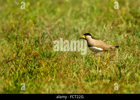 Il Giallo-wattled pavoncella (Vanellus malabaricus) è una pavoncella che è endemica del subcontinente indiano. Foto Stock