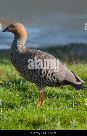 RUDDY-HEADED GOOSE (CHLOEPHAGA RUBIDICEPS). Sessi simili. Foto Stock