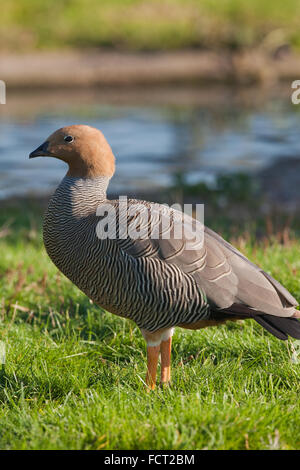 Ruddy capo-oca. Chloephaga rubideps. Foto Stock