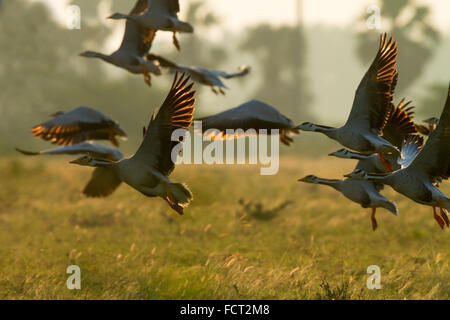 Il bar-headed Goose è un mezzo di grande, di colore grigio pallido goose con un suggestivo motivo bianco e nero sulla sua testa Foto Stock