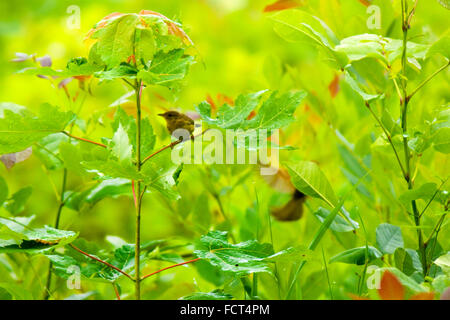 Una coppia di Nashville capinere (Oreothlypis ruficapilla), uno sotto le foglie di un giovane germoglio tree, sotto la pioggia. Foto Stock