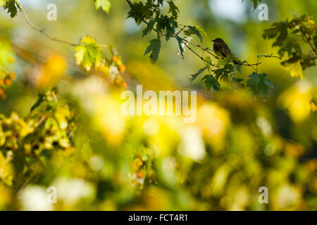 Un trillo di Nashville (Oreothlypis ruficapilla), sorge arroccato su di un albero di acero filiale. Foto Stock