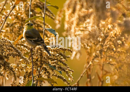 Un trillo di Nashville (Oreothlypis ruficapilla), su un ramo di un infestante. Foto Stock