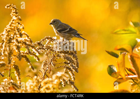 Un trillo di Nashville (Oreothlypis ruficapilla), su un ramo di un infestante. Foto Stock