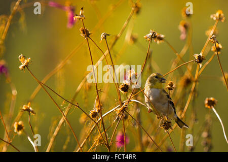 Un trillo di Nashville (Oreothlypis ruficapilla), sorge arroccato di alcune erbe infestanti con fiori morente in autunno, mangiando un seme. Foto Stock