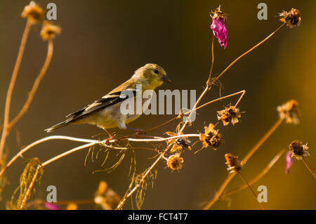 Un trillo di Nashville (Oreothlypis ruficapilla), sorge arroccato di alcune erbe infestanti con morendo rosso magenta fiori in autunno. Foto Stock