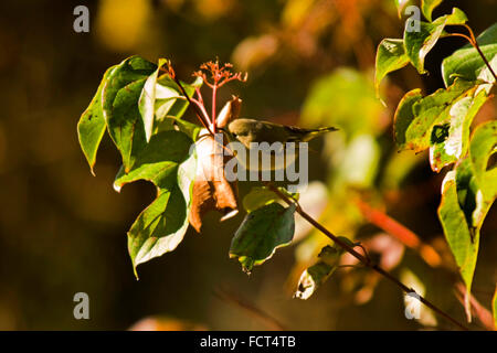 Un trillo di Nashville (Oreothlypis ruficapilla), su un ramo di un albero. Foto Stock