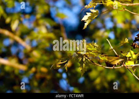 Un trillo di Nashville (Oreothlypis ruficapilla), si trova appollaiato su un ramo di albero. Foto Stock