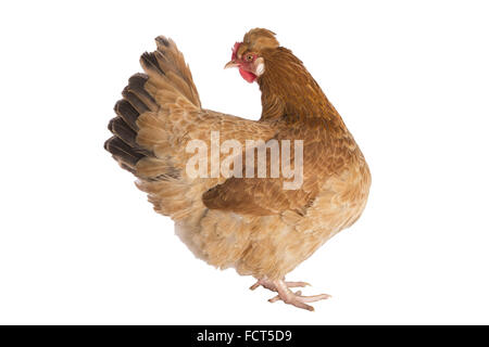 Austrian Sulmtaler pollo gallina guardando indietro verso la coda isolato su sfondo bianco Foto Stock