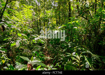 Un sentiero coperto di vegetazione secondaria della foresta pluviale nel Parco Nazionale di Mount Gede Pangrango a Giava Occidentale, Indonesia. Foto Stock