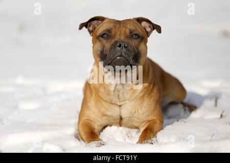 Giacente Staffordshire Bullterrier Foto Stock
