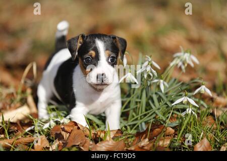 Jack Russell Terrier cucciolo Foto Stock